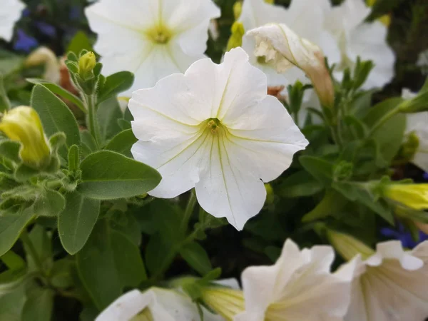 Белый цветок петунии растет в клумбе — стоковое фото