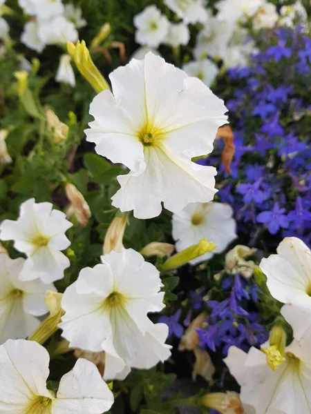 Petunior, massor av vita blommor, vertikalt foto — Stockfoto