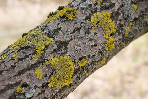 Yaşlı Bir Ağacın Gövdesinde Sarı Yosun — Stok fotoğraf