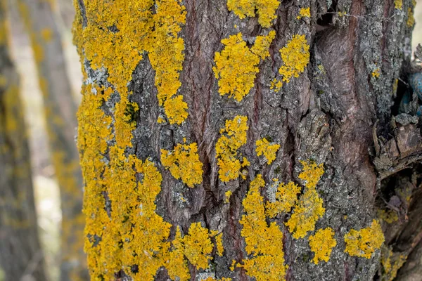 Mousse Jaune Sur Tronc Arbre Épais — Photo