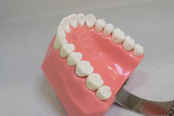 Mandíbula Superior Modelo Plástico Dentes — Fotografia de Stock