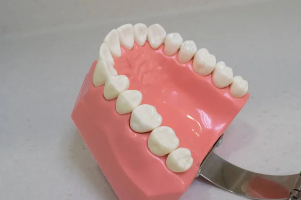 Mandíbula Superior Modelo Plástico Dientes — Foto de Stock