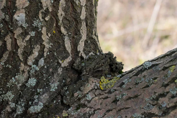 Arbre Divise Deux Écorce — Photo