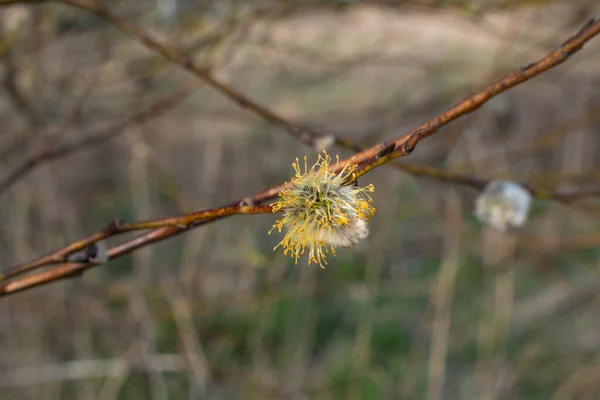 the Bud of the tree blossomed into a fluffy Bud of willow