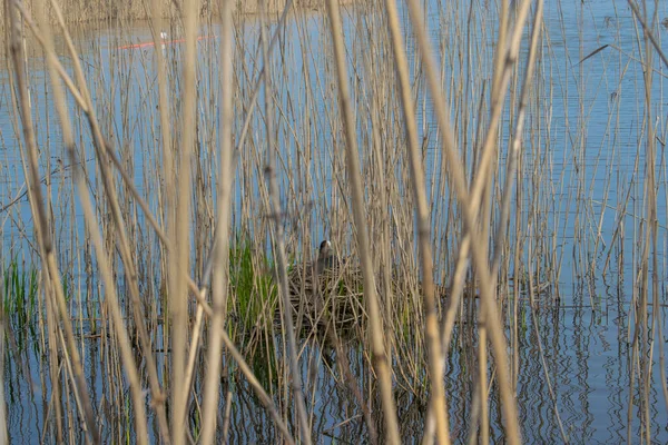 芦苇生长在湖中隐蔽的鸭窝附近 — 图库照片