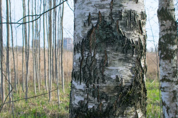Trunk Old Birch Close — Stock Photo, Image
