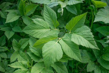 Aegopodyum podagraria şemsiye ailesinin daimi bitki örtüsü.