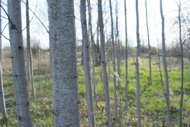 Ağaçların gövdeleri, tarladaki bitkiler, Cora.