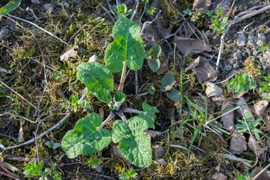 Güneş tepemizde büyüyen Arctium gençliği