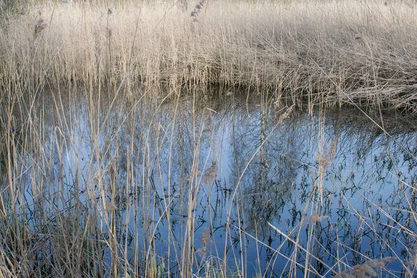 Der Alte Verlassene Teich War Mit Trockenem Und Hohem Gras — Stockfoto