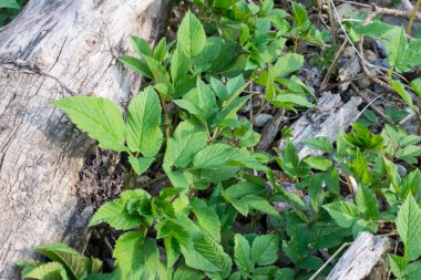Aegopodyum podagraria crescit prope cecidit arbor