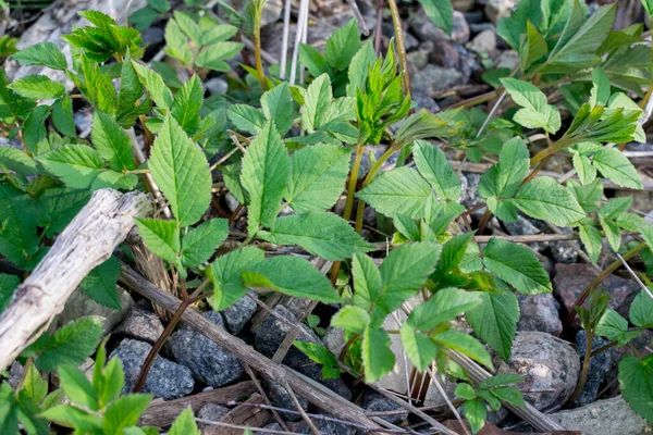 Листья Старца Aegopodium Podagraria — стоковое фото