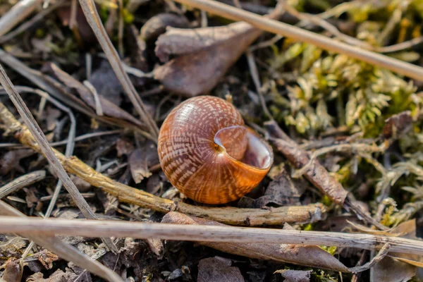 Caparazón Caracol Vacío Marrón —  Fotos de Stock