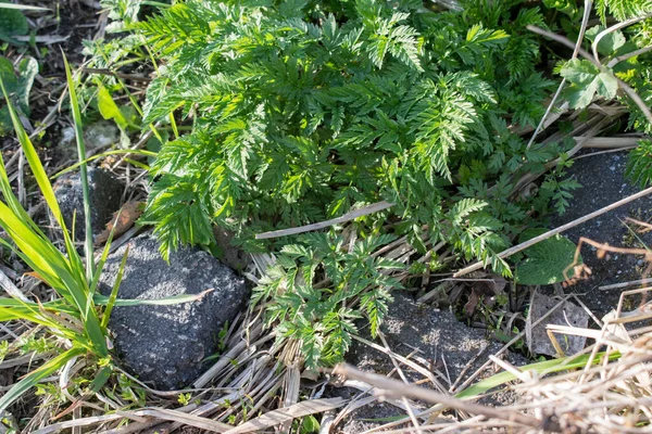 Зеленые Растения Anthriscus Sylvestris Растут Лесу — стоковое фото