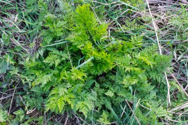anthriscus sylvestris yeşil Bush, büyük