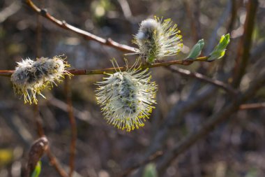 Yumuşak söğüt Bud yakın plan, Bush güneş ışığında