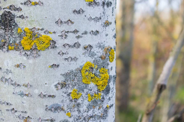 자작나무의 줄기가 가까이 — 스톡 사진