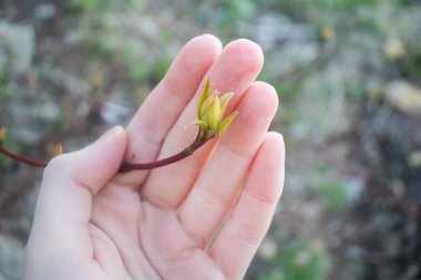 Ağacın genç bir dalı Bir adamın elinde yeni açılmış yapraklar