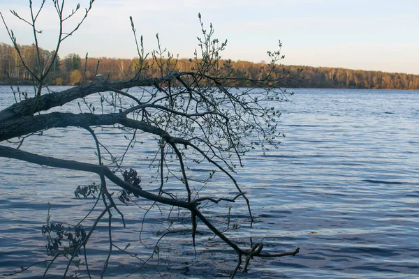 Goedenavond Boom Achtergrond Van Rivier — Stockfoto