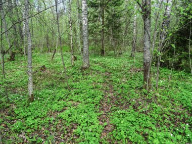 Orman, Rusya 'nın vahşi doğası, bahar. İlk bahar çiçekleri büyür..