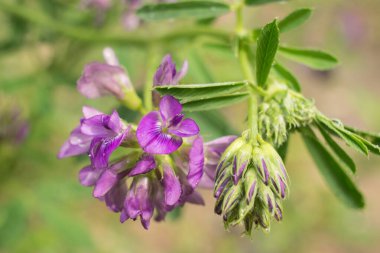 Alfalfa çiçeği, yakın plan, yabani ve tıbbi bitki. Mor Medicago sativa tarlada çiçek açar.