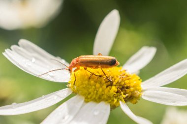 Papatya çiçeğinin üzerinde bir askerin makro fotoğrafı.