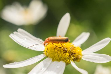 Papatya çiçekli Cantharidae 'nin Macro fotoğrafçılığı. Cantharidae familyasından ve Coleoptera tarikatından..