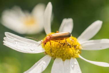 Papatya çiçekli Cantharidae 'nin Macro fotoğrafçılığı. Fotoğraf Rusya 'da çekildi.