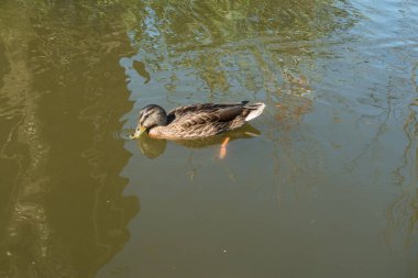  Ördek kirli suyla dolu bir gölde yüzer. Su kuşu, vahşi kuş.