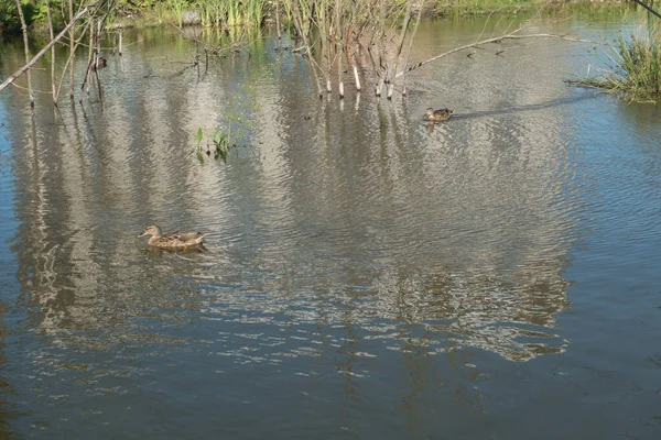 Enten Stadtpark Schwimmen Teich Wildvögel Der Stadt Federn Und Schnäbel — Stockfoto