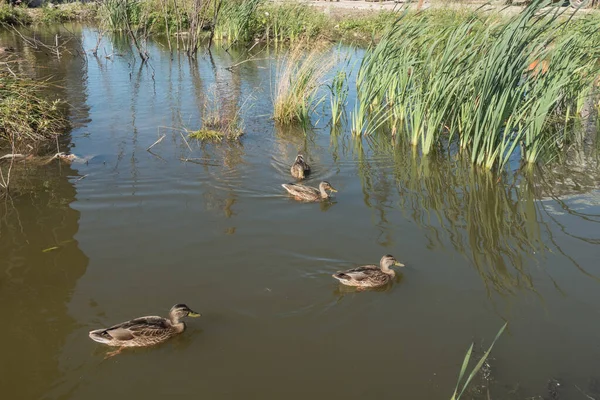 Los Patos Nadan Estanque Parque Ciudad Con Aves —  Fotos de Stock