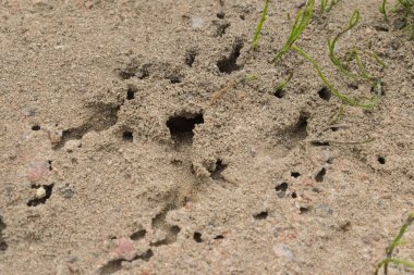 Karınca tepesi, fırının giriş ve çıkışları.