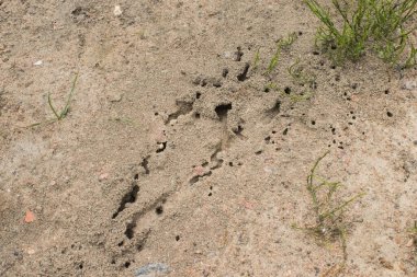 Karınca tepesi, fırının giriş ve çıkışları.
