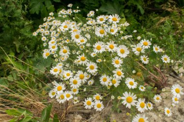 Ormanın yakınında büyüyen papatya çalıları.