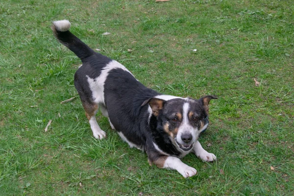 Dog without breed, small size stretches on the lawn — Stock Photo, Image