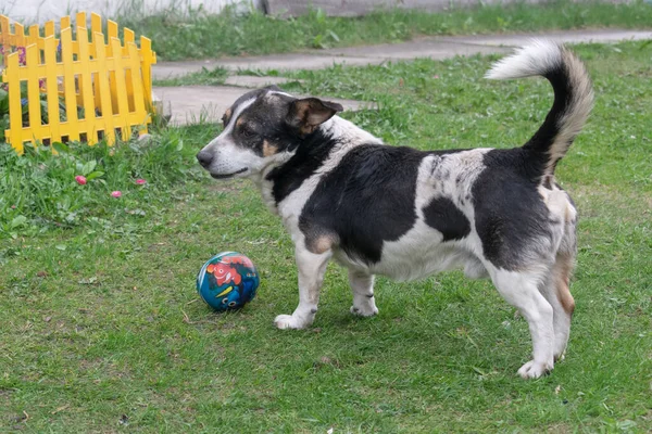 Pequeno Cão Joga Com Uma Bola Grama Verde — Fotografia de Stock