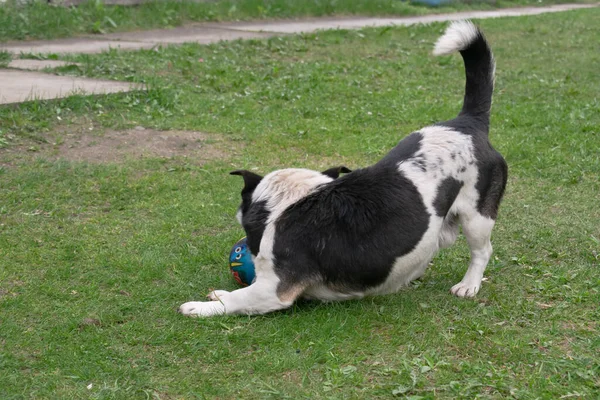 Cão Sem Raça Tamanho Pequeno Estende Gramado — Fotografia de Stock