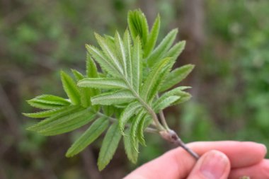 Kız elinde yeşil yapraklı dağ külünden bir dal tutuyor.