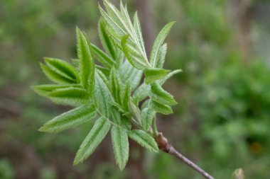 Yeşil Rowan yakın plan, ormanda dal bırakıyor.