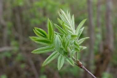 Yeşil Rowan yakın plan, ormanda dal, akşam fotoğrafı bırakır.