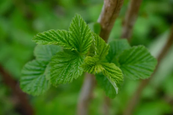 Young Raspberry Leaves Green Plant — Stock Photo, Image