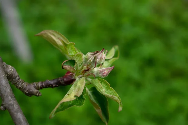 Der Beginn Der Blütezeit Der Apfelbäume Ist Eine Knospe — Stockfoto