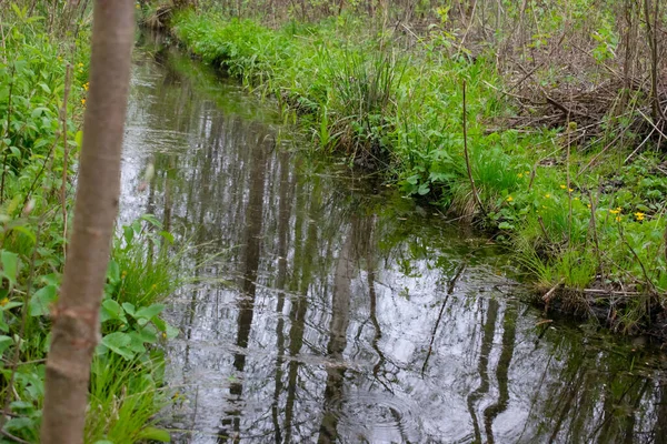 Petit Fossé Étroit Avec Eau Dans Forêt — Photo