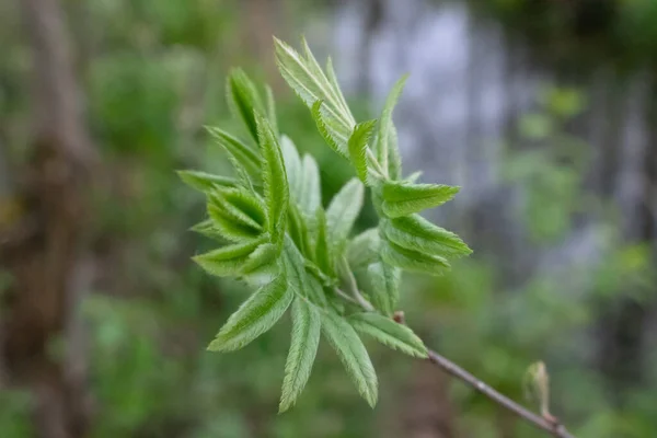 Ένα Κλαδί Από Τέφρα Βουνού Πράσινα Φύλλα Κοντά — Φωτογραφία Αρχείου