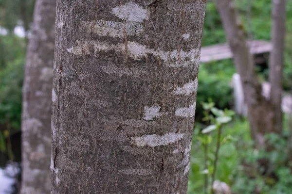 Tree Trunk Close Foto Cinza Branco — Fotografia de Stock