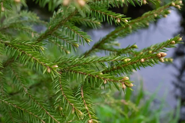 Christmas Tree Branch Needles Close Background Water — Stock Photo, Image