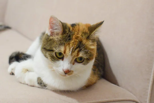 소파에 누워 있는 다채 로운 고양이과 동물 — 스톡 사진