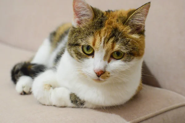 Un joven gato multicolor está acostado en el sofá —  Fotos de Stock