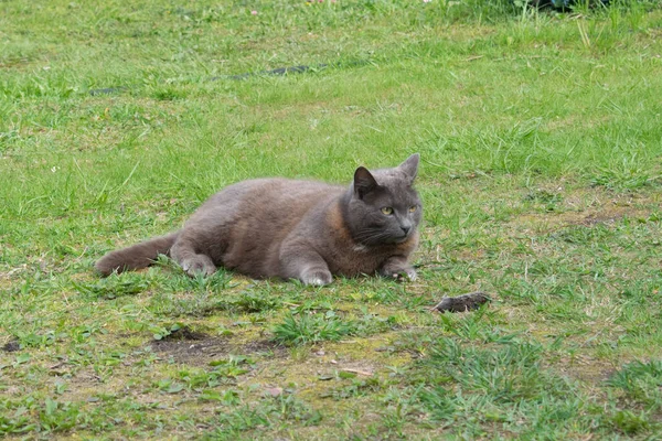 Gatto Grigio Sdraiato Sul Prato — Foto Stock