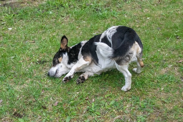 Cão Branco Pequeno Com Rolamento Preto Grama — Fotografia de Stock